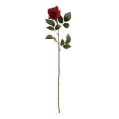 roos 55 cm hoog