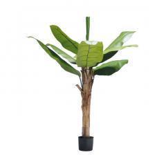 bananenboom 70 cm met pot